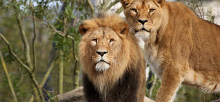 Artis 16mei